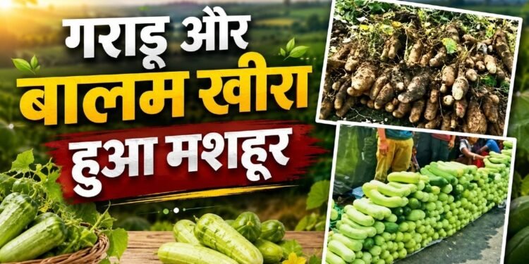 बालम खीरा और गराड़ू अब दुनिया में बनाएंगे अलग पहचान, मिला GI टैग, खुले एक्सपोर्ट के रास्ते
