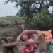 छिंदवाड़ा में बीच नदी में हुई महिला की डिलीवरी, खाट पर अस्पताल ले जा रहा था परिवार