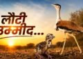‘सोन चिरैया’ के कुनबे में आए 3 नए मेहमान, विलुप्ति की कगार पर खड़ी ‘गोडावण’ की संख्या बढ़कर हुई 94