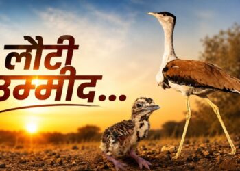 ‘सोन चिरैया’ के कुनबे में आए 3 नए मेहमान, विलुप्ति की कगार पर खड़ी ‘गोडावण’ की संख्या बढ़कर हुई 94