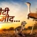 ‘सोन चिरैया’ के कुनबे में आए 3 नए मेहमान, विलुप्ति की कगार पर खड़ी ‘गोडावण’ की संख्या बढ़कर हुई 94