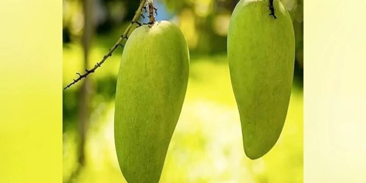 गुना का धनिया और खरगौन की मिर्च को मिला ग्लोबल टैग: एमपी की इन 12 फसलों का दुनिया में बजेगा डंका; देखें पूरी लिस्ट