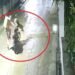 संकरी गली में सामने से आ झपटा तेंदुआ… डिलीवरी बॉय ने पटकी बाइक और लगा दी दौड़… हमले का Shocking Video