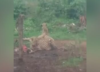कूनो से निकलकर गांव पहुंचे वीरा और उसका शावक… बकरी का किया शिकार, VIDEO के बाद दहशत में ग्रामीण