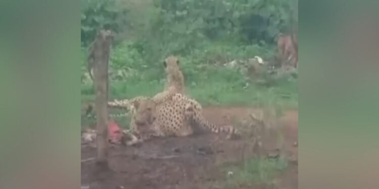 कूनो से निकलकर गांव पहुंचे वीरा और उसका शावक… बकरी का किया शिकार, VIDEO के बाद दहशत में ग्रामीण