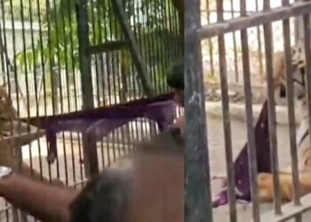 पर्यटकों की खतरनाक करतूत! बाघ के बाड़े में फेंका कपड़ा, उकसाने के लिए मचाया भारी शोर