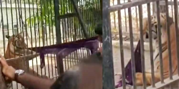 पर्यटकों की खतरनाक करतूत! बाघ के बाड़े में फेंका कपड़ा, उकसाने के लिए मचाया भारी शोर