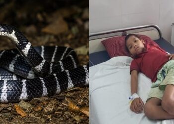 गर्ल्स हॉस्टल में घुसा जहरीला सांप, पलंग पर सो रही 4 लड़कियों को काटा,1 की मौत
