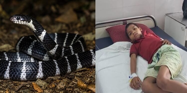गर्ल्स हॉस्टल में घुसा जहरीला सांप, पलंग पर सो रही 4 लड़कियों को काटा,1 की मौत