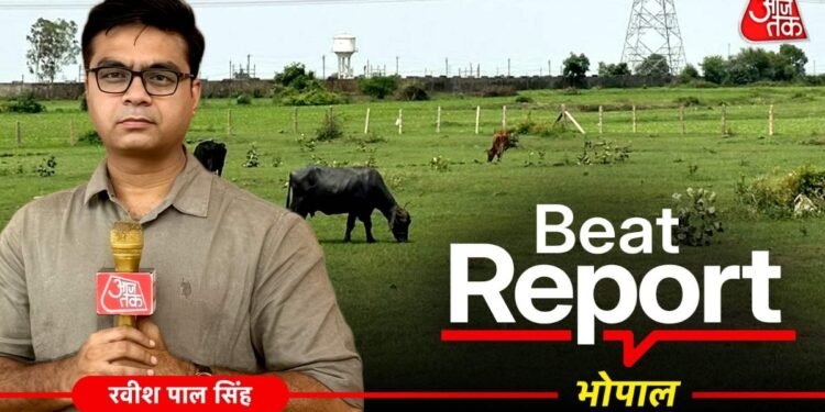 Beat Report: कागजों पर चल रहे B.Ed कॉलेज, मौके पर चर रही भैंसें, MP में शिक्षा व्यवस्था का सबसे बड़ा ‘खेला’