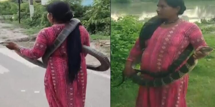 बिहार की ‘स्नेक लेडी’…10 फीट के कोबरा सांप को गले में लपेटकर निकल पड़ी महिला, Video