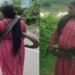 बिहार की ‘स्नेक लेडी’…10 फीट के कोबरा सांप को गले में लपेटकर निकल पड़ी महिला, Video