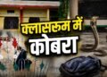Snake in School Bag: फुफकारती हुई निकली नागिन! बस्ते की चेन खोलते ही सहम गए बच्चे, क्लासरूम में मचा हड़कंप