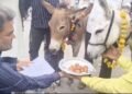भटके मानसून को मनाने के लिए गधों को खिलाए गए गुलाब जामुन, भोपाल में लोगों ने किया अनोखा टोटका