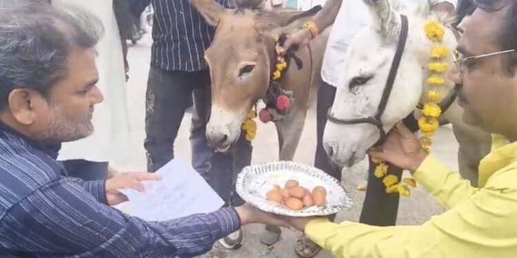 भटके मानसून को मनाने के लिए गधों को खिलाए गए गुलाब जामुन, भोपाल में लोगों ने किया अनोखा टोटका