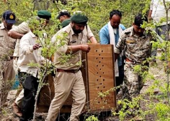 कूनो नेशनल पार्क के अंदर की अनसुनी कहानी: 45 डिग्री गर्मी और उफनती नदियां लांघ रही ‘गुमनाम टीम’, ऐसे होती है 49 चीतों की निगरानी