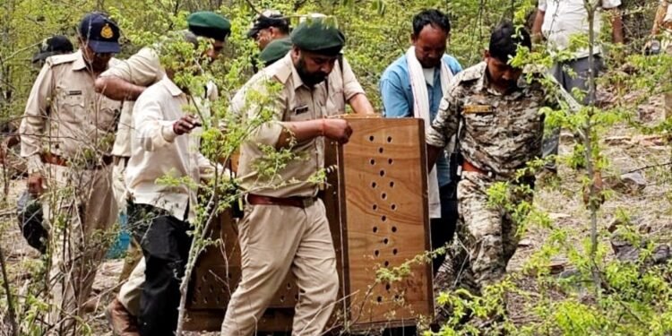 कूनो नेशनल पार्क के अंदर की अनसुनी कहानी: 45 डिग्री गर्मी और उफनती नदियां लांघ रही ‘गुमनाम टीम’, ऐसे होती है 49 चीतों की निगरानी