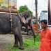 गुड़ खिला रहे ऑटो ड्राइवर को हाथी ने सूंड में पलेटा, दो बार पैरों से कुचला; मौत