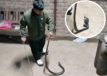 सोफे पर बैठने ही वाले थे कि अचानक… फोम के बीच छिपा बैठा था ‘काल’, परिवार के उड़ गए होश