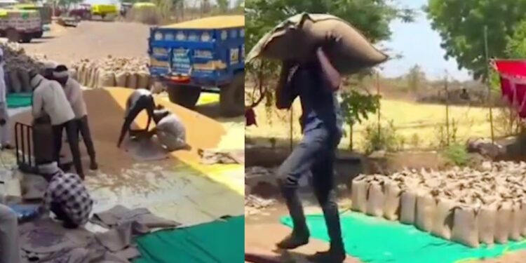 पड़ोसी राज्यों से सस्ता गेहूं खरीदकर MP में बेचा… MSP पर रिकॉर्ड तोड़ खरीदी का ‘काला सच’, करोड़ों का फर्जीवाड़ा उजागर