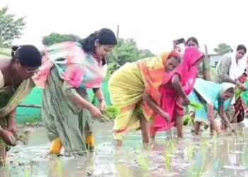खेत में उतरीं वैशाली की डीएम वर्षा सिंह… हाथों से की धान की रोपनी, किसानों को दिया खास मैसेज
