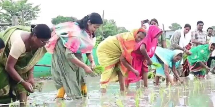 खेत में उतरीं वैशाली की डीएम वर्षा सिंह… हाथों से की धान की रोपनी, किसानों को दिया खास मैसेज