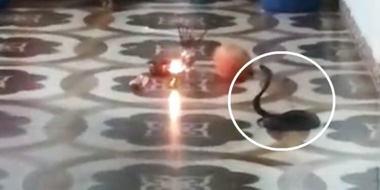 घर के हॉल में फन फैलाए बैठी रही 2 फीट की नागिन! भगाने के बजाय घरवालों ने जलाया दीपक, चढ़ाए फूल-फल; देखें वायरल VIDEO