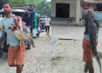 मगरमच्छ को कंधे पर उठाकर थाने पहुंचा किसान, नजारा देख चौंक गई पुलिस, VIDEO