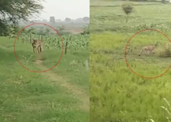 पहले खेतों में नीलगाय दिखती थी… इस बार दिखा कूनो से निकला चीता! 3 दिन से बढ़ी हुई हैं गांव वालों की धड़कनें