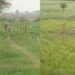 पहले खेतों में नीलगाय दिखती थी… इस बार दिखा कूनो से निकला चीता! 3 दिन से बढ़ी हुई हैं गांव वालों की धड़कनें