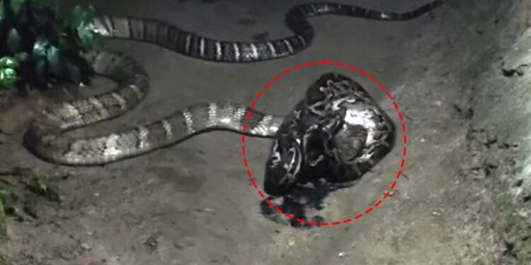 Video: घर के आंगन में किंग कोबरा और अजगर की लड़ाई, फिर जो हुआ उसे देखने उमड़ पड़े लोग