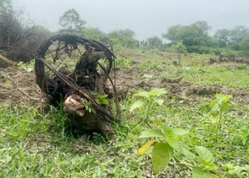 नए पौधे लगाने के लिए काट दिए बरसों पुराने हरे-भरे पेड़… मध्य प्रदेश में पर्यावरण बचाने का अजीबोगरीब मॉडल, अब बचे सिर्फ ठूंठ