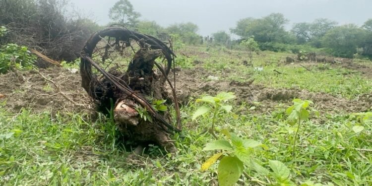 नए पौधे लगाने के लिए काट दिए बरसों पुराने हरे-भरे पेड़… मध्य प्रदेश में पर्यावरण बचाने का अजीबोगरीब मॉडल, अब बचे सिर्फ ठूंठ