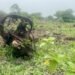 नए पौधे लगाने के लिए काट दिए बरसों पुराने हरे-भरे पेड़… मध्य प्रदेश में पर्यावरण बचाने का अजीबोगरीब मॉडल, अब बचे सिर्फ ठूंठ