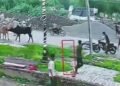 हरियाणा: गाय ने स्कूटी सवार रिटायर्ड कैप्टन को मारी टक्कर, हुई मौत