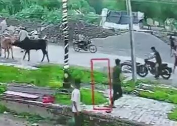 हरियाणा: गाय ने स्कूटी सवार रिटायर्ड कैप्टन को मारी टक्कर, हुई मौत