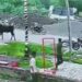 हरियाणा: गाय ने स्कूटी सवार रिटायर्ड कैप्टन को मारी टक्कर, हुई मौत