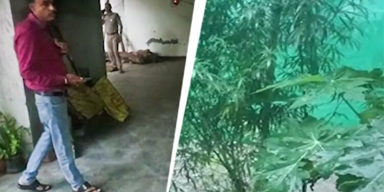 मजदूरी करने आया था, निर्माणाधीन बिल्डिंग में उगा डाले गांजे के 12 पौधे, पुलिस पहुंची तो खुला राज