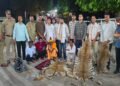 MP: तेंदुओं के शिकार से इंटरस्टेट सप्लाई तक, वन्यजीव तस्करी के बड़े नेटवर्क में सामने आया NGO का नाम