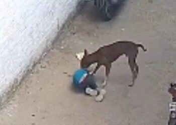 घर के बाहर खेल रहा था 4 साल का मासूम, आवारा कुत्ते ने जमीन पर गिराकर काटा, घटना CCTV में कैद