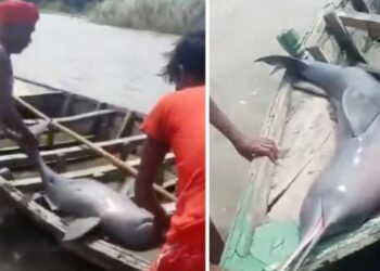 जाल में फंसी डॉल्फिन, मछुआरा बोला- इससे निकालूंगा तेल! सहरसा में खौफनाक करतूत वायरल