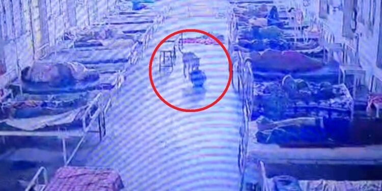 4 लाख का बैग मुंह में दबाकर ले गया कुत्ता! मंदसौर के अस्पताल में आधी रात को ‘चोरी’, CCTV ने खोले राज