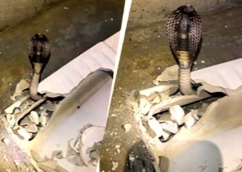 टॉयलेट सीट के नीचे छिपा था 6 फीट लंबा कोबरा, फुंकार सुनकर मचा हड़कंप-VIDEO