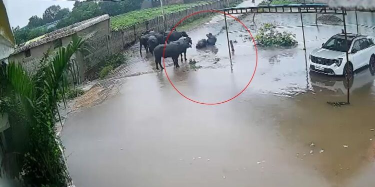 सतना में बारिश का कहर: उफनते नाले में उतार दी बोलेरो, पुल के पानी में फंसी बस… स्कूटी सवार भी गड्ढे में समाया