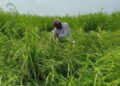 जब बारिश की जरूरत थी तब सूखा, अब धान पकते ही बरस रहा पानी… करनाल के किसानों की बढ़ी चिंता