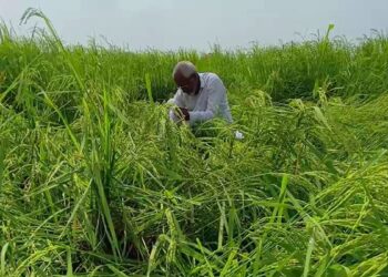 जब बारिश की जरूरत थी तब सूखा, अब धान पकते ही बरस रहा पानी… करनाल के किसानों की बढ़ी चिंता