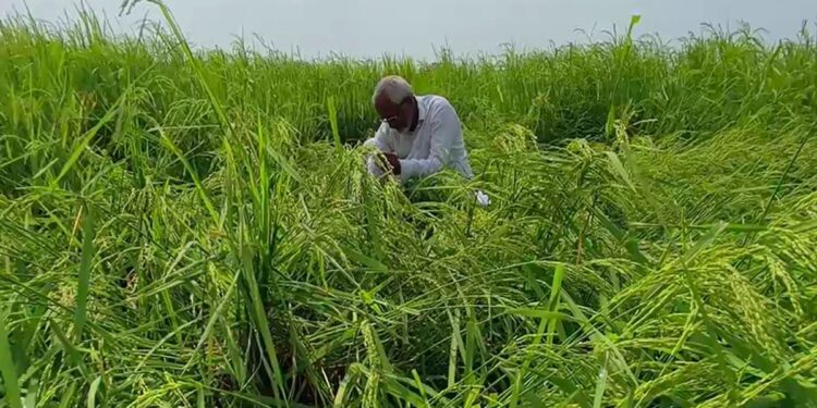 जब बारिश की जरूरत थी तब सूखा, अब धान पकते ही बरस रहा पानी… करनाल के किसानों की बढ़ी चिंता