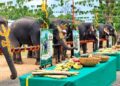 गश्त से ब्रेक, स्पेशल डाइट और नीम-अरंडी के तेल से मालिश… जानिए कैसे मनाया जा रहा है सतपुड़ा में हाथियों का हॉलिडे
