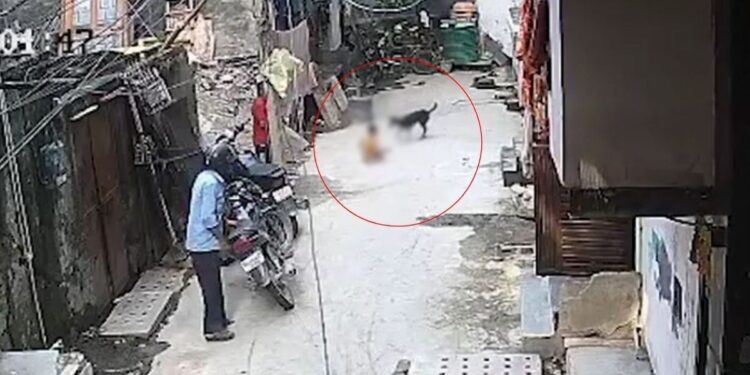 दिल्ली में 18 महीने के बच्चे पर टूट पड़ा आवारा कुत्ता… गाल का मांस नोच डाला, CCTV में कैद हुई घटना
