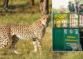 राधाष्टमी पर गांधी सागर में उतरी मादा चीता ‘राधा’… CM मोहन यादव ने कूनो के बाद दूसरे घर में रिलीज किया चीता